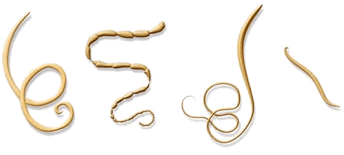 A NEOflorax minden ismert féreg ellen segít